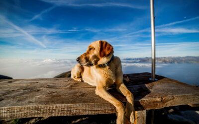 Der Berg ruft: Was ihr beim Wandern mit Hund beachten solltet