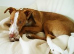 Hund Cody auf der Couch