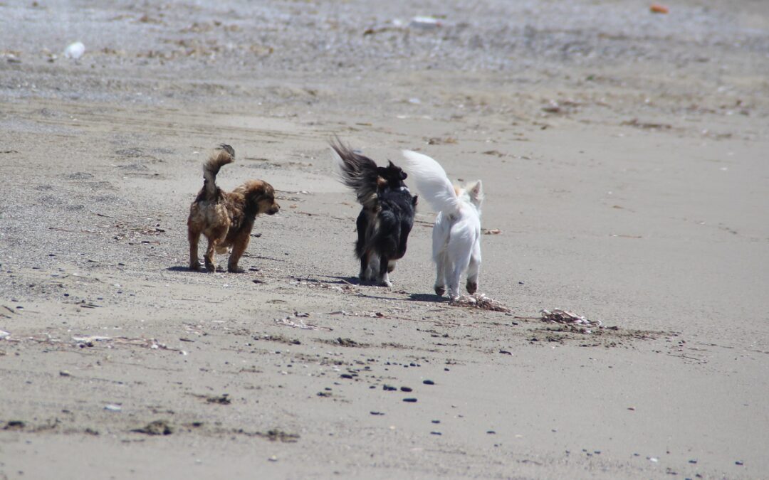 Pflegehunde am Strand