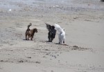 Pflegehunde am Strand