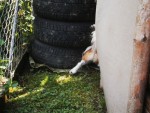 Hund Charly hinter den Reifen