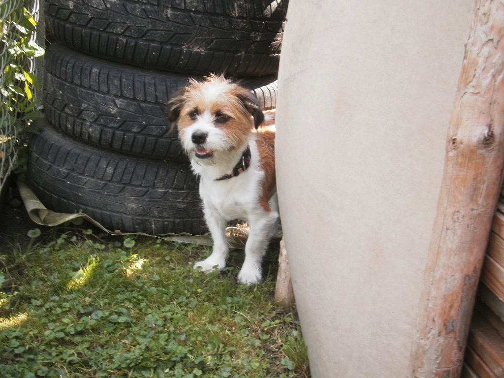 Hund Charly wieder da