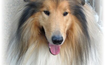 Der Lassie-Effekt: Wie Filme den Hundewunsch beeinflussen