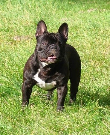 französische bulldogge schwarz mit weissen abzeichen