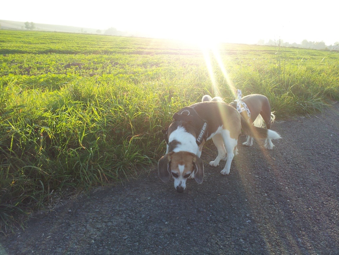 2 Beagle Peppi bei einer Wiese im Sonnenuntergang