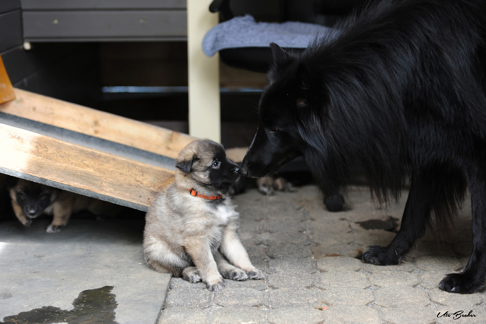 schwarzer Belgischer Schäferhund mit Welpe am Küssen