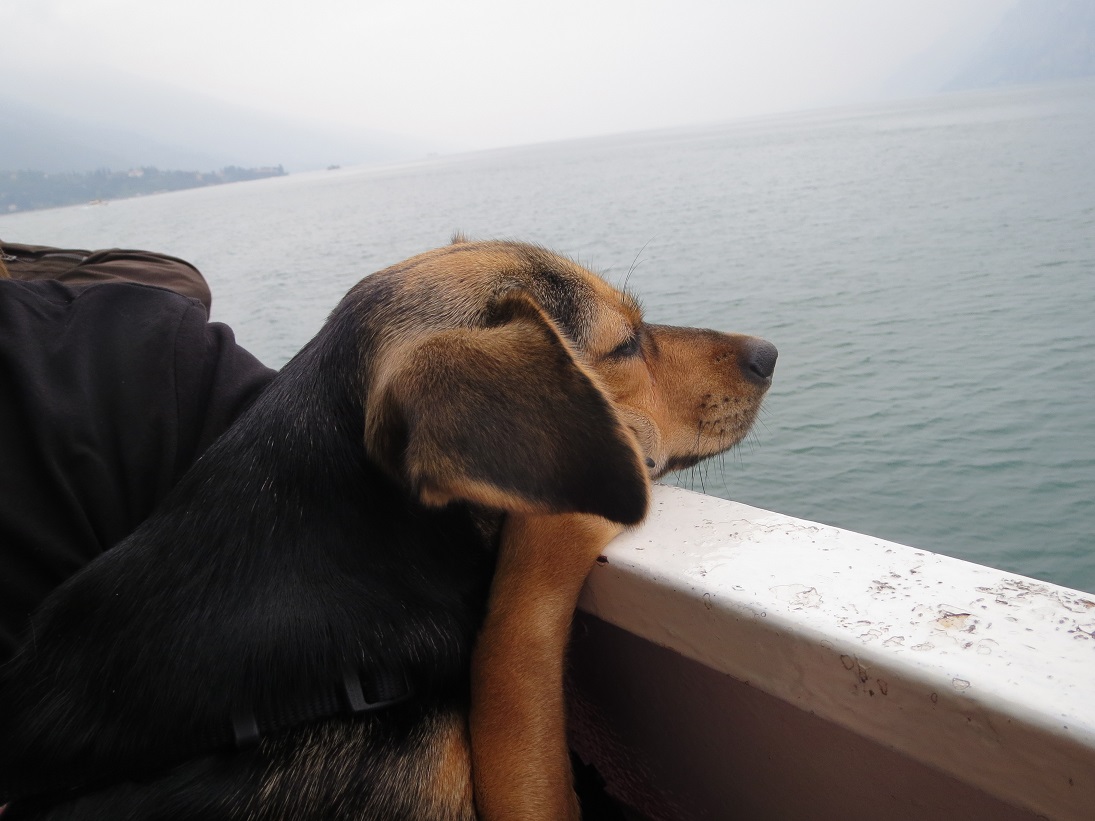 Hund am Gardasee