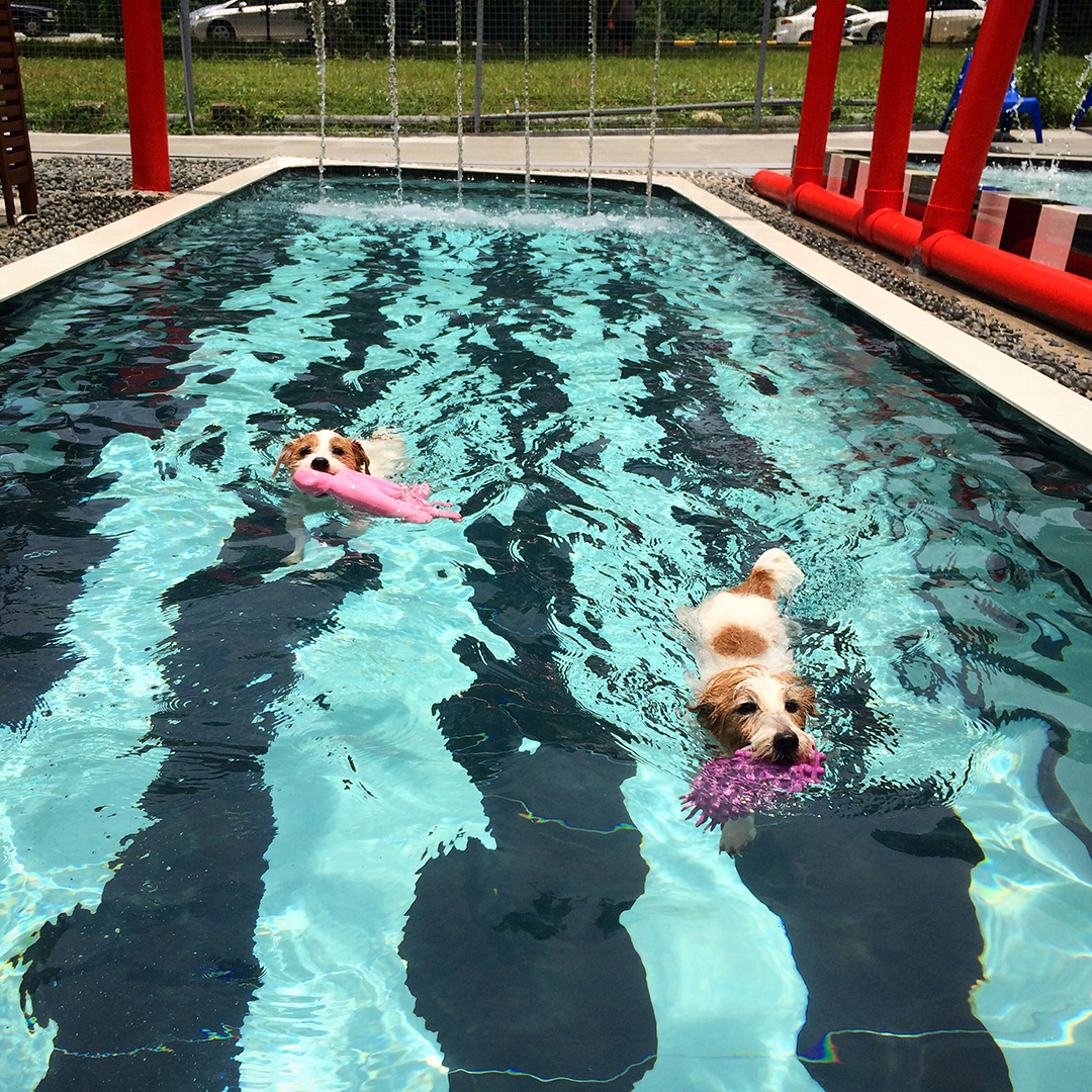 Sam and Pecan at doggie pool