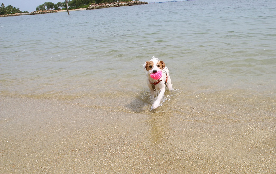 Sam at the beach
