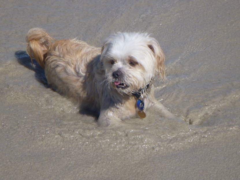 Dog Koko at the beach