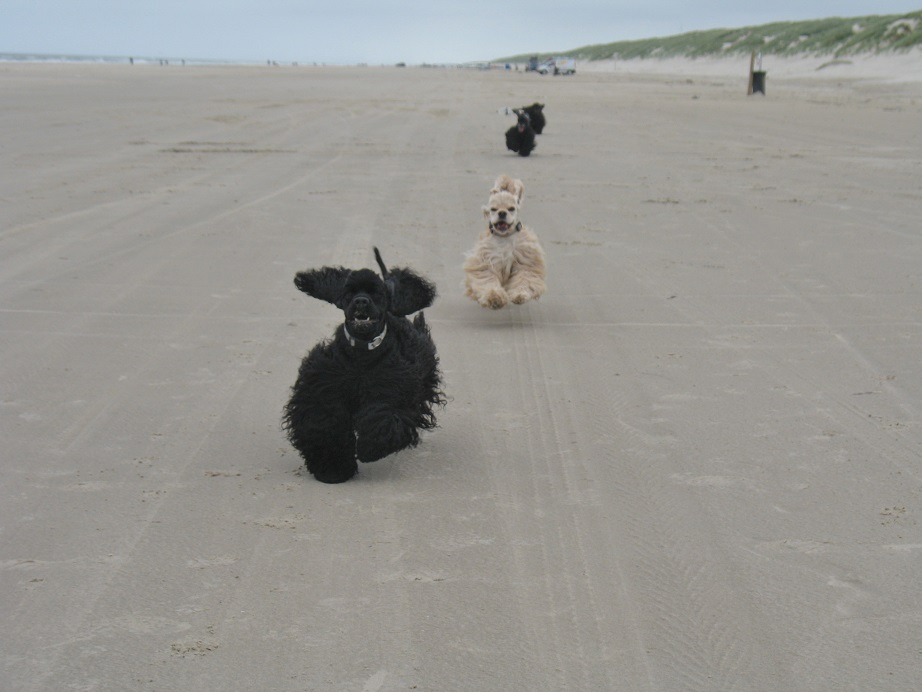 Hundewettrennen am Strand