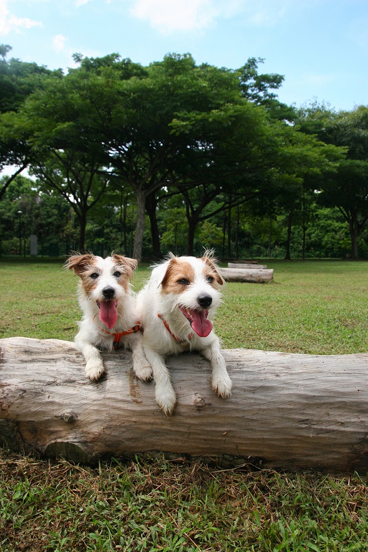 sam and pecan at Dog park