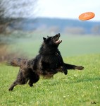 Belgischer Schäferhund sprint nach Frisbee