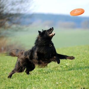 Belgischer Schäferhund sprint nach Frisbee