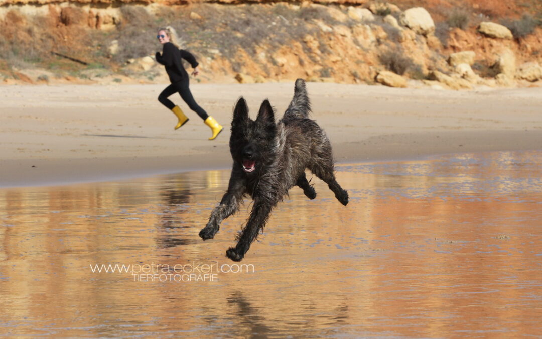 Hund sprintet am Strand entlang