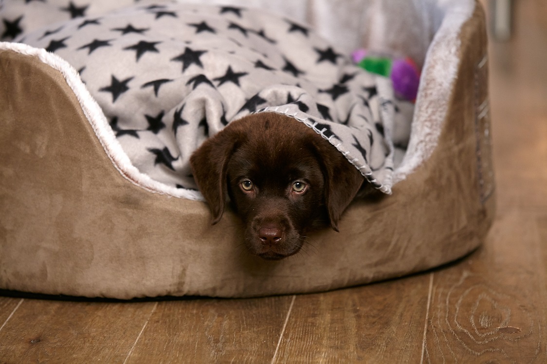 PRO PLAN Welpe im Hundebett