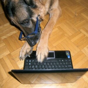 Hund Nico am Laptop