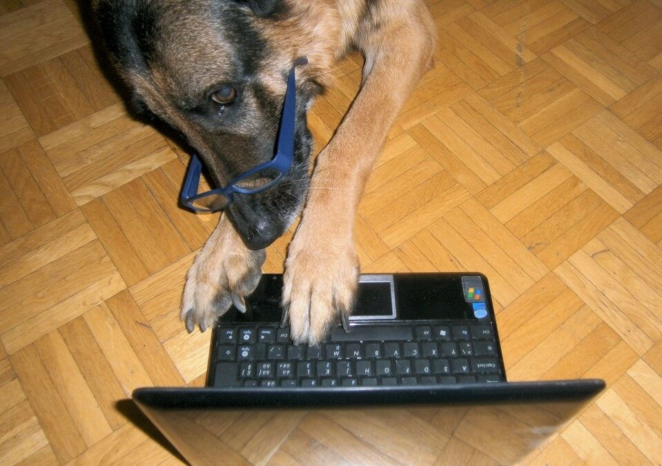 Hund Nico am Laptop