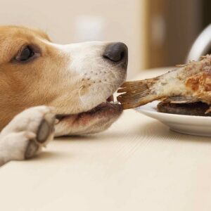 Beagle isst Fisch