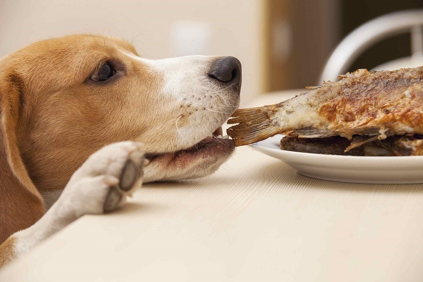 Beagle isst Fisch