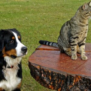 Hunde & Katzen, oder: Über die Anpassungsfähigkeit des Menschen