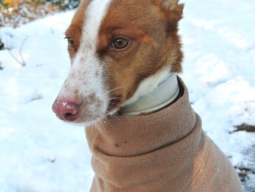 Hund Cody im Pulli im Schnee