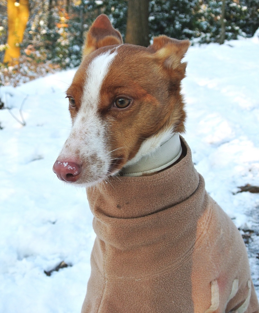 Hund und Ehrenamt Teil II Hürden sind zu nehmen&hellip;