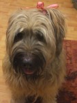 Hund nach Besuch beim Hundefriseur