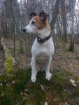 Hündin Luna im Wald