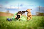 Hund spielt mit Haaren