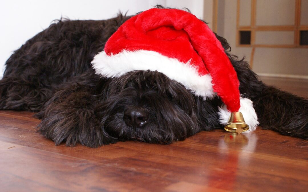 Weihnachten, das Fest der Liebe und der Hundeplätzchen