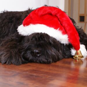 Weihnachten, das Fest der Liebe und der Hundeplätzchen