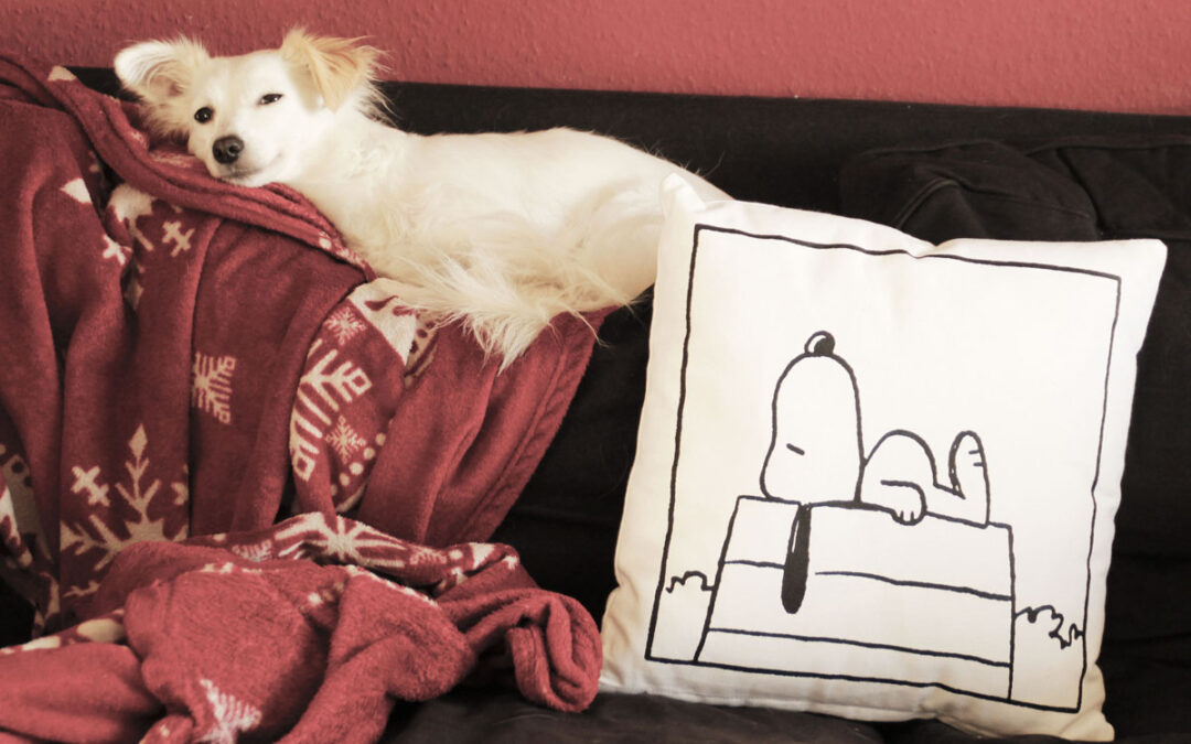 Hund mit Snoopy Kissen auf Couch