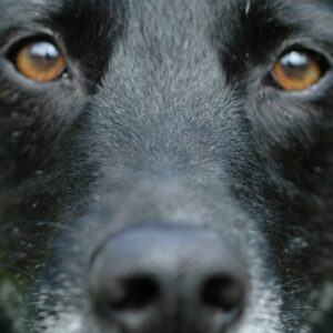 schwarzer Hund CoDo mit intensivem Blick