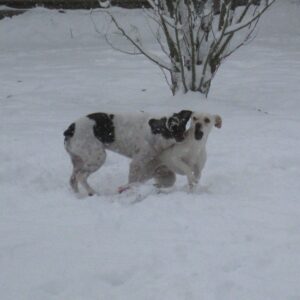 zwei Hunde spielen im Schnee