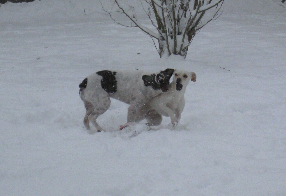 zwei Hunde spielen im Schnee