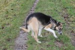 Tierschutzhund Telmo folgt einer Spur