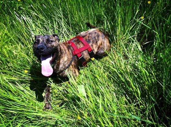 Tierschutzhund liam im mannshohen Gras