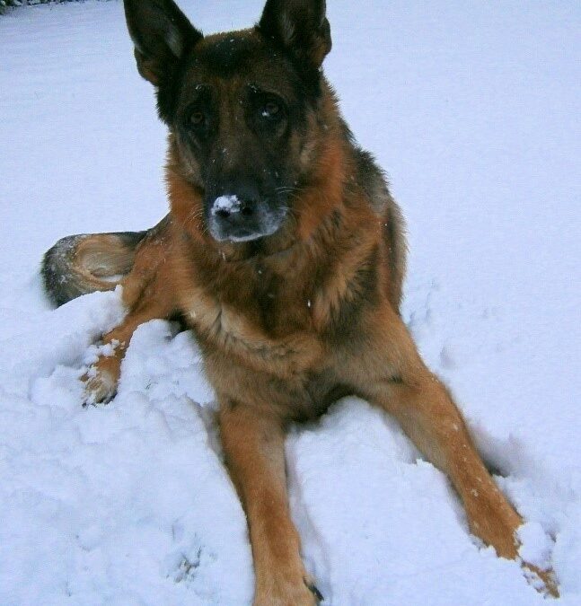schäferhund nico im schnee