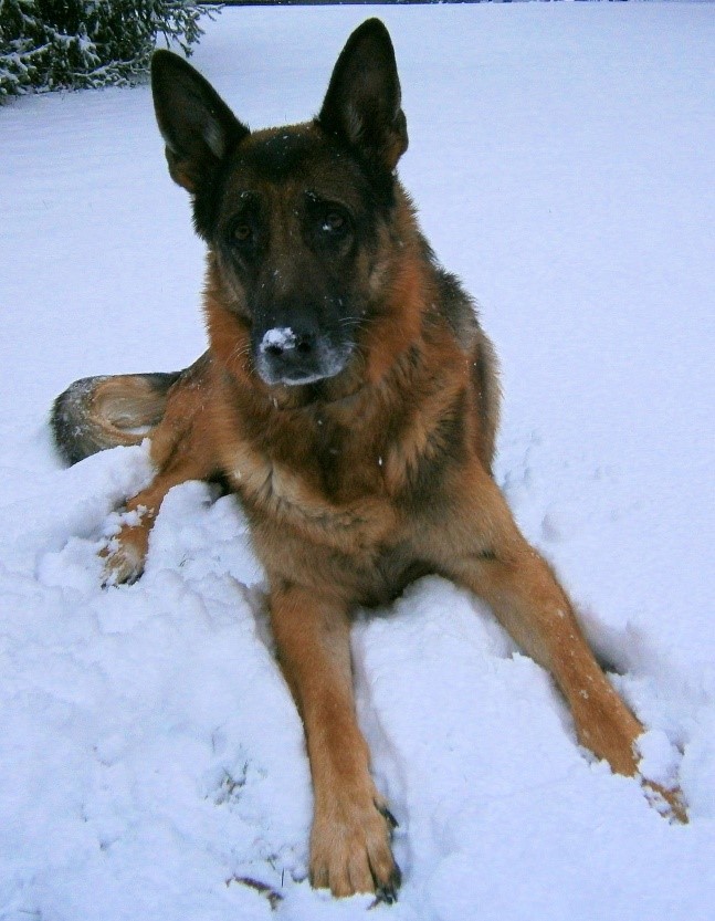 schäferhund nico im schnee