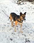 Telmo im Schnee