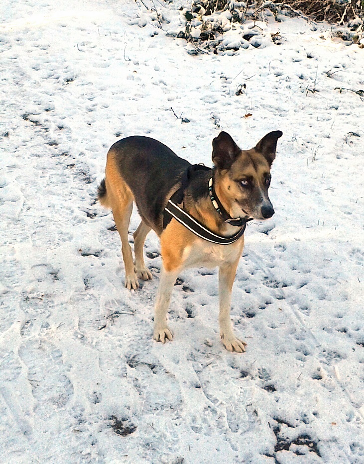 Telmo im Schnee