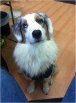 coco guckt ganz lieb