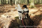 zwei Hunde auf Baumstamm