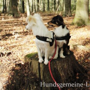 zwei Hunde auf Baumstamm