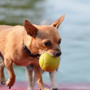 Chihuahua mit Ball im Freibad