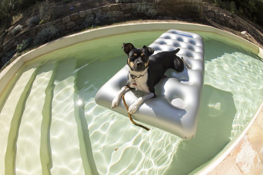 Endlich Frühling! So genießt ihn auch ihr Hund Issn� Rüde! Hunde