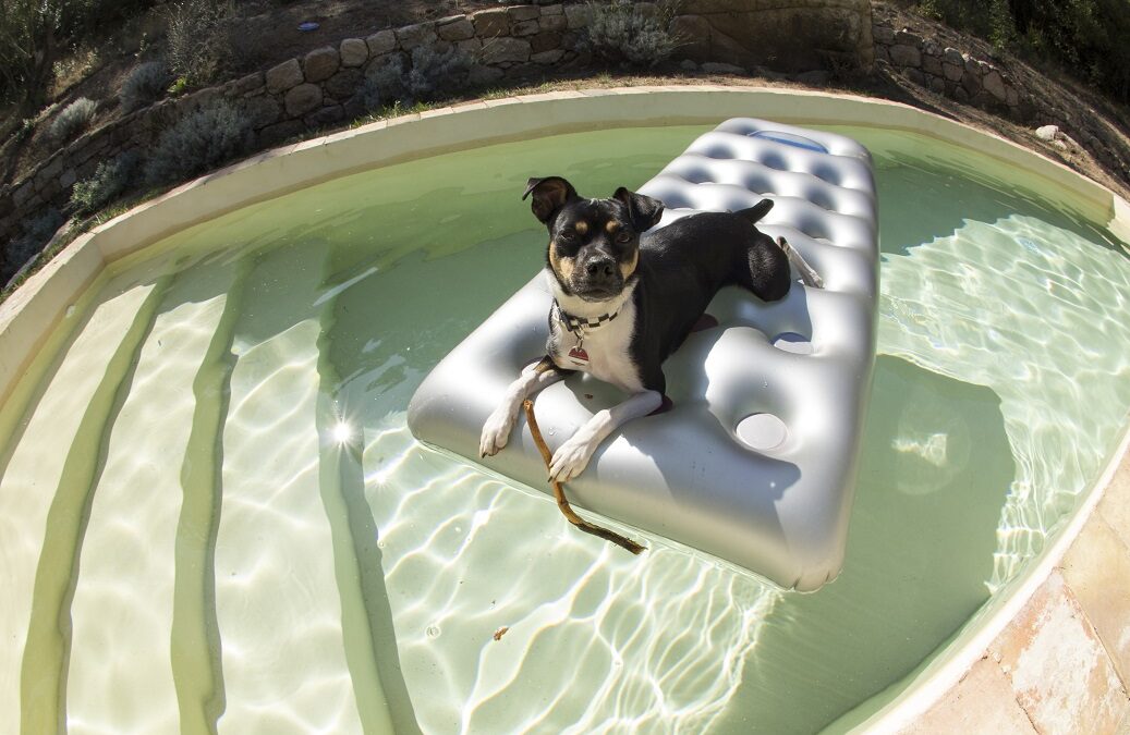 Hund auf Luftmatratze im Swimmingpool