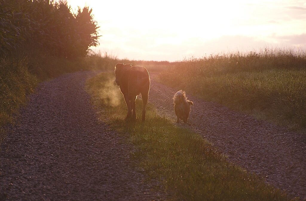 zwei Hunde laufen gen Sonnenuntergang