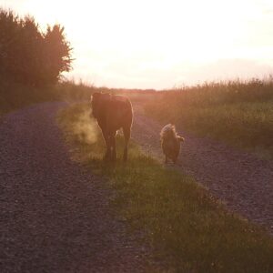 zwei Hunde laufen gen Sonnenuntergang